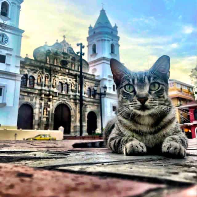 Community cat resting in Cathedral Plaza, Casco Viejo, Panama City, Panama