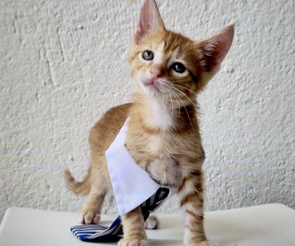 Rescued orange kitten available for adoption through the Casco Cat Community in Casco Viejo, Panama City, Panama