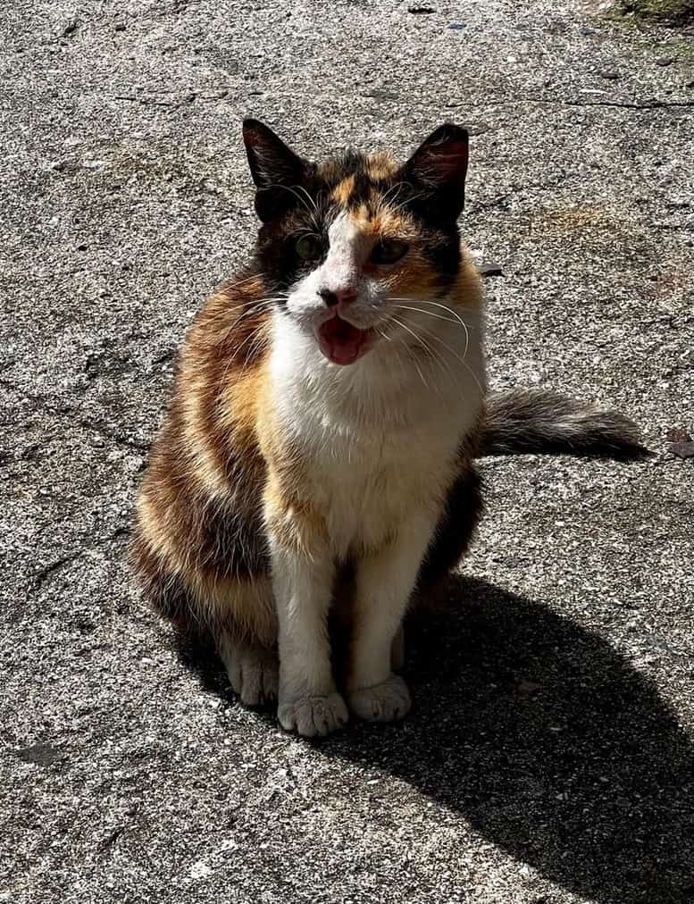 Calico community cat sitting in the sunshine in Casco Viejo, Panama City, Panama