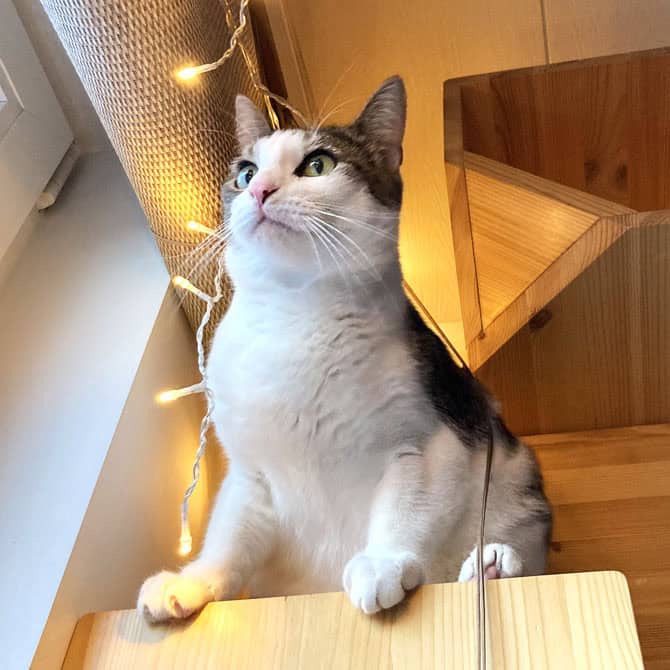 Findus