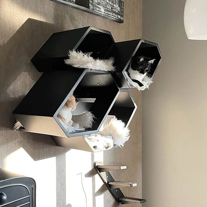 Catissa Hive - Image 6