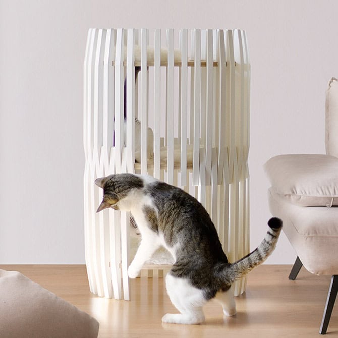 Catissa_Colosseum_M