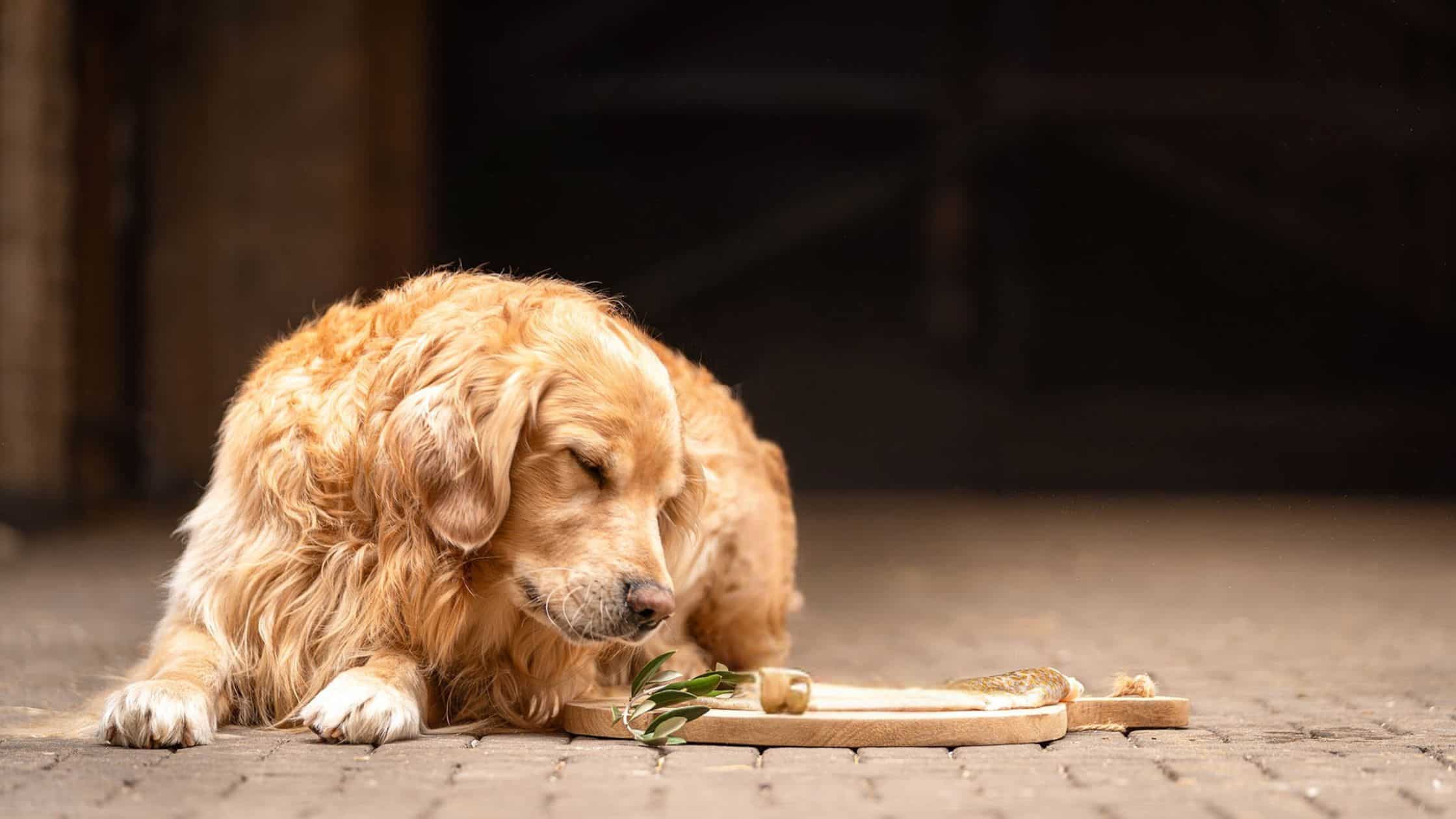 omega-3 voor honden