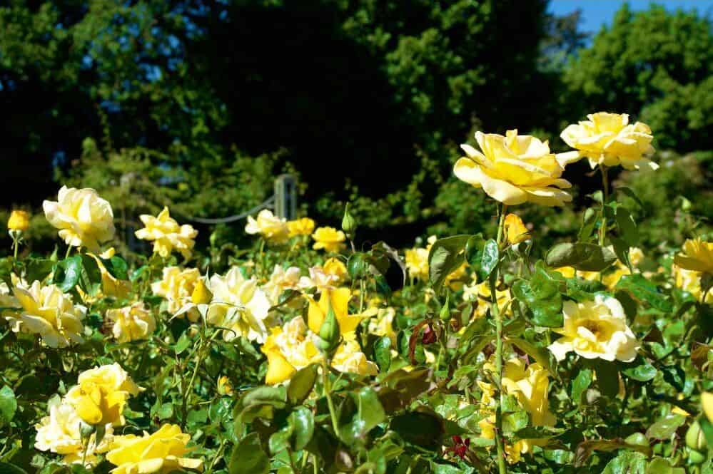 queen mary rose garden
