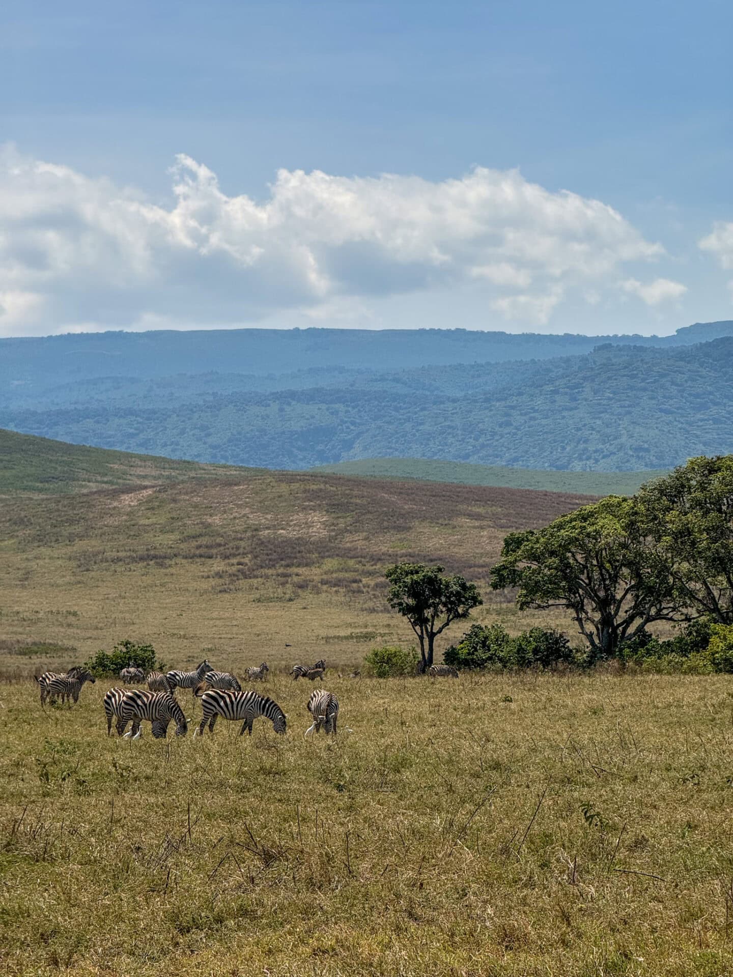 Tanzania Safari Guide (2026): First-Hand Safari Itinerary, Top Tips ...