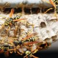 Radioactive Wasp Nest Found at Former Nuclear Site in South Carolina
