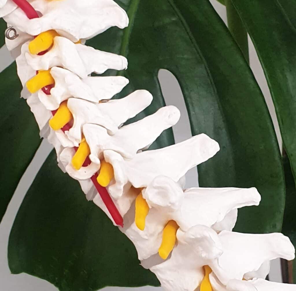 spine2