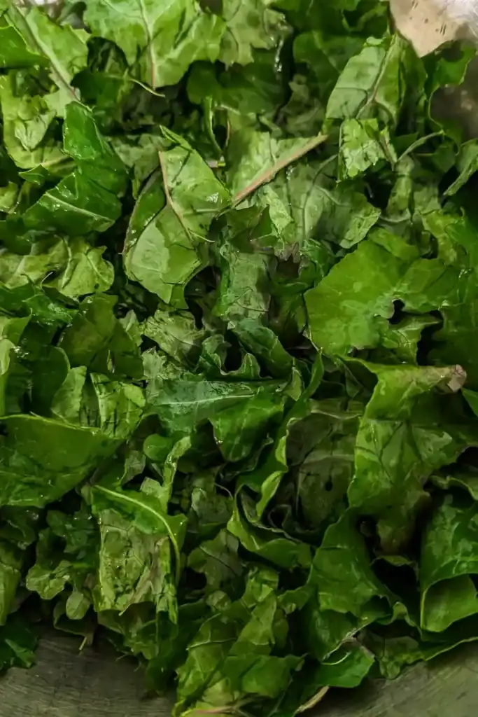 torn red kale in salad bowl