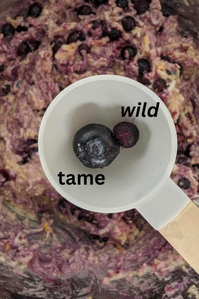 wild vs tame blueberry comparison