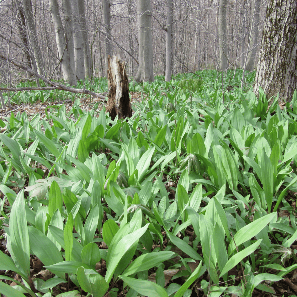 Wild leeks (ramps) in their natural habitat, thriving in early spring under deciduous trees.