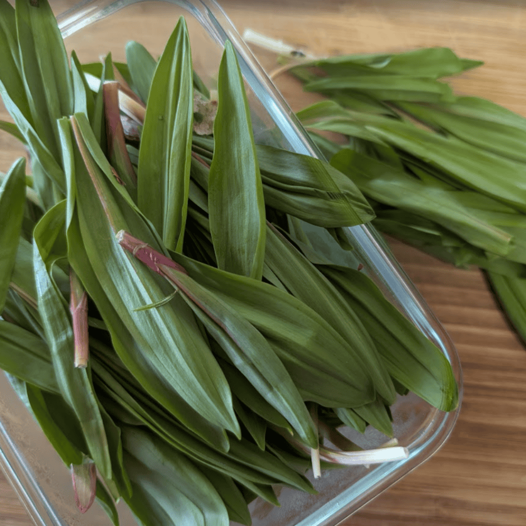 Fresh ramps or wild leeks in a glass dish on a wooden surface.