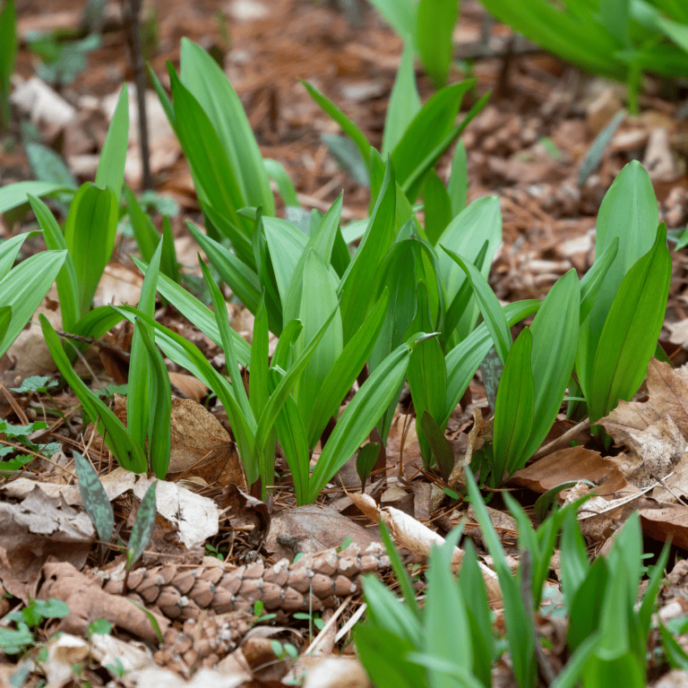 Young wild leeks (ramps) sprouting in forest floor with leaves and soil.