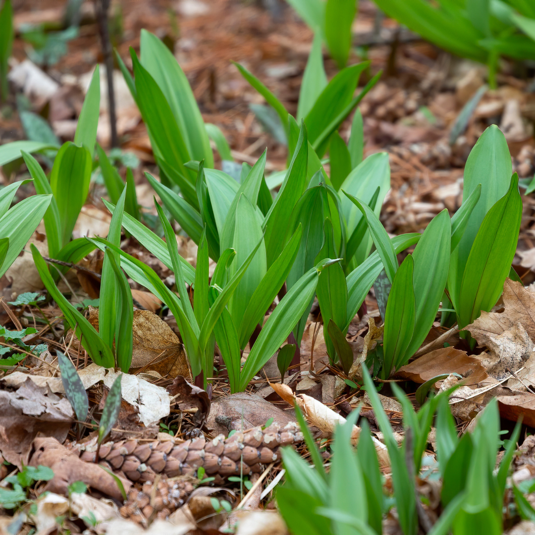 Young wild leeks (ramps) sprouting in forest floor with leaves and soil.