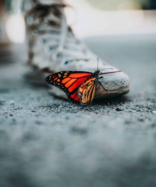 Monarch butterfly resting on white sneakers, outdoor shot, symbolism of transformation and new beginnings, Chrysalis BTC branding backdrop, emphasizing growth and evolution in cryptocurrency investments.