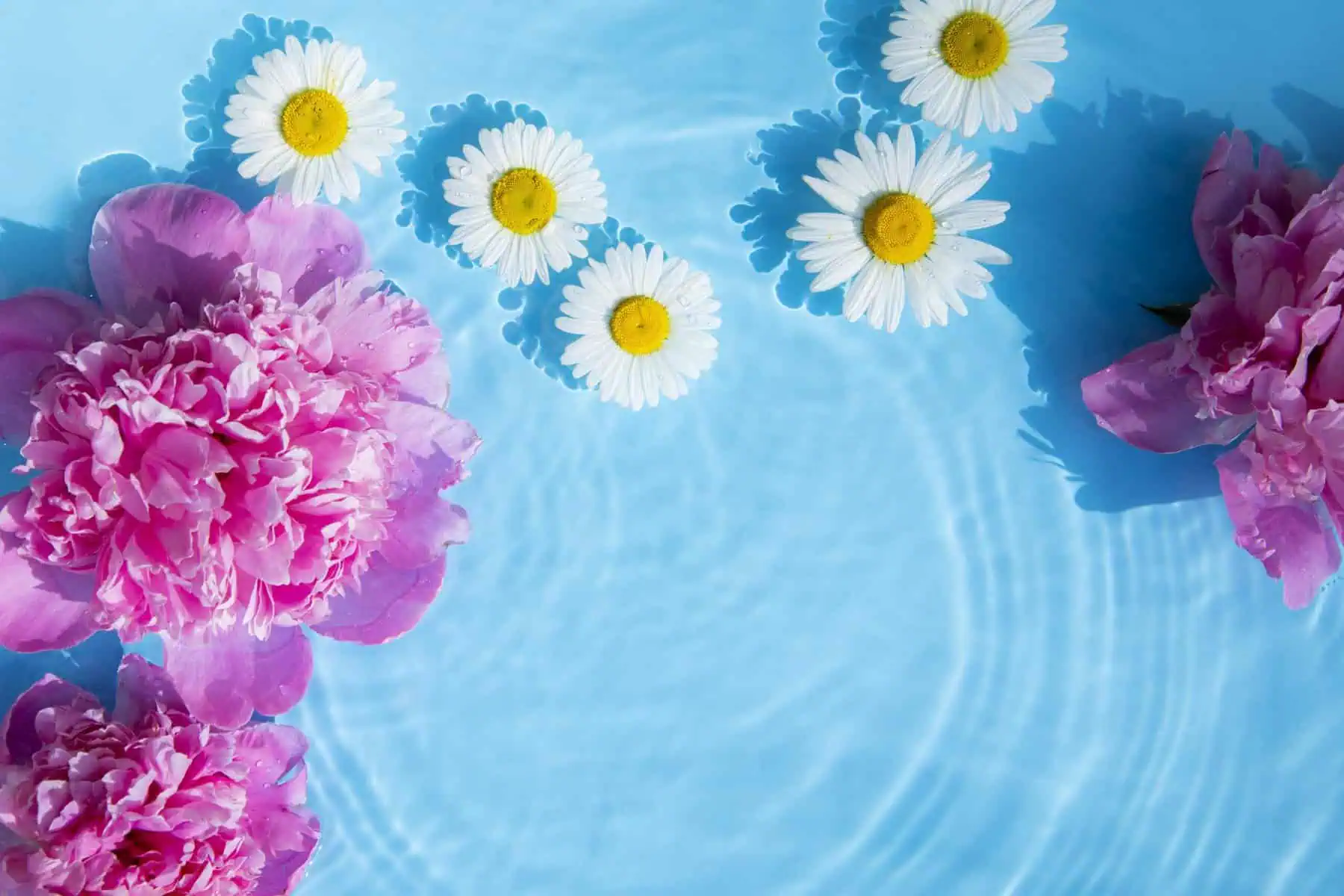 Chamomile flowers and peonies floating on the water on a blue background. Top view, flat lay