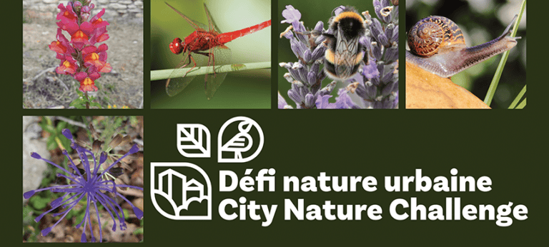 Collage de biodiversité urbaine montrant une libellule, une abeille et un escargot — City Nature Challenge, Marseille — © Karim Saari