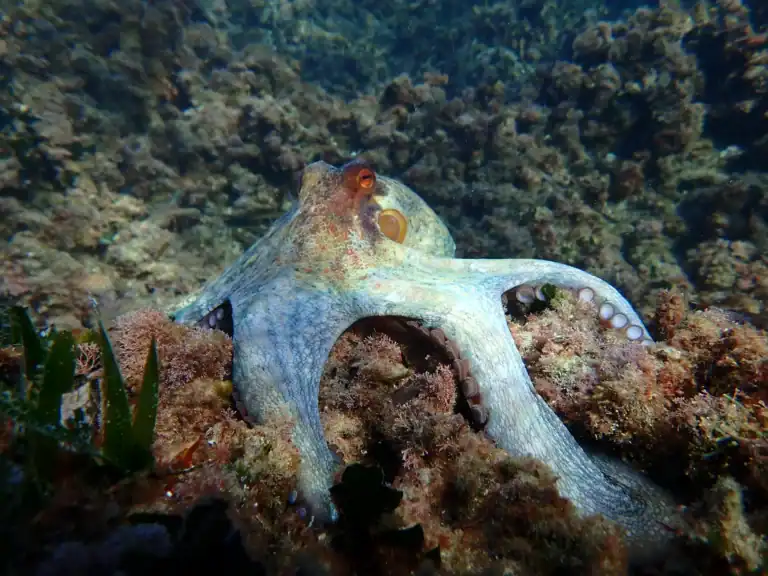Poulpe gris caché dans une fissure rocheuse parmi les coraux et algues marines — Calanques de Marseille, Méditerranée — © Karim Saari