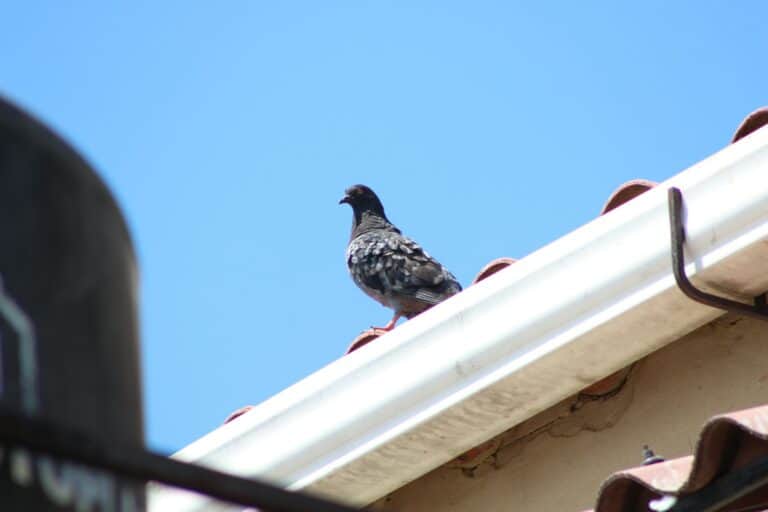 bird on the roof