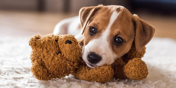 compass_blog_help-your-dog-adjust