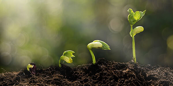 Spring is here and seedlings like these are growing.