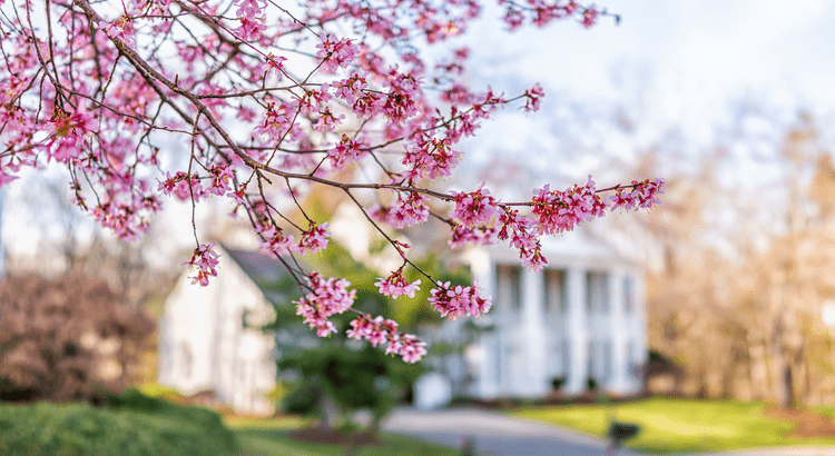 Cherry blossom branches in spring with Walnut Creek, CA home in the background, highlighting neighborhood charm and springtime beauty.