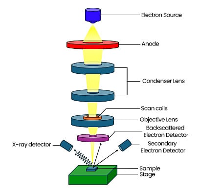 Dual beam scanning electron microscope system for high-resolution surface imaging and microanalysis