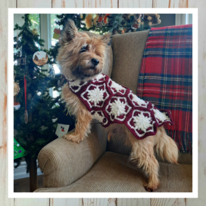 Crocheted Snowflake Dog Coat