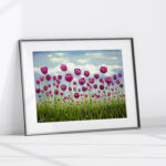 a giclee print of a field of pink vibrant tulips standing tall in a green field. The sky behind them is soft blue with fluffy clouds