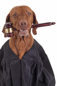 dog wearing judge`s robe and holding a gavel in mouth isolated on white background