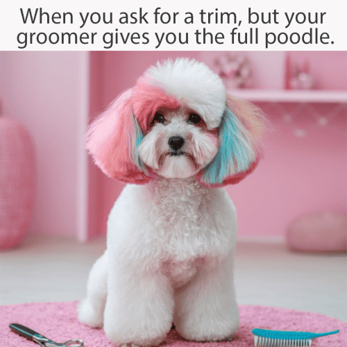 poodle poodle with colour