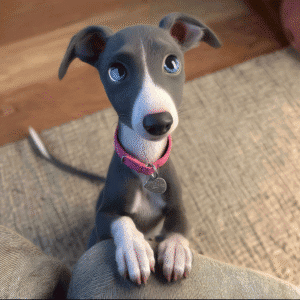 Pickles’ Pup Portraits– Make Your Pet a Movie Star!