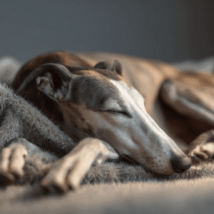 Graceful_Greyhound_curled up Graceful_Greyhound_curled up
