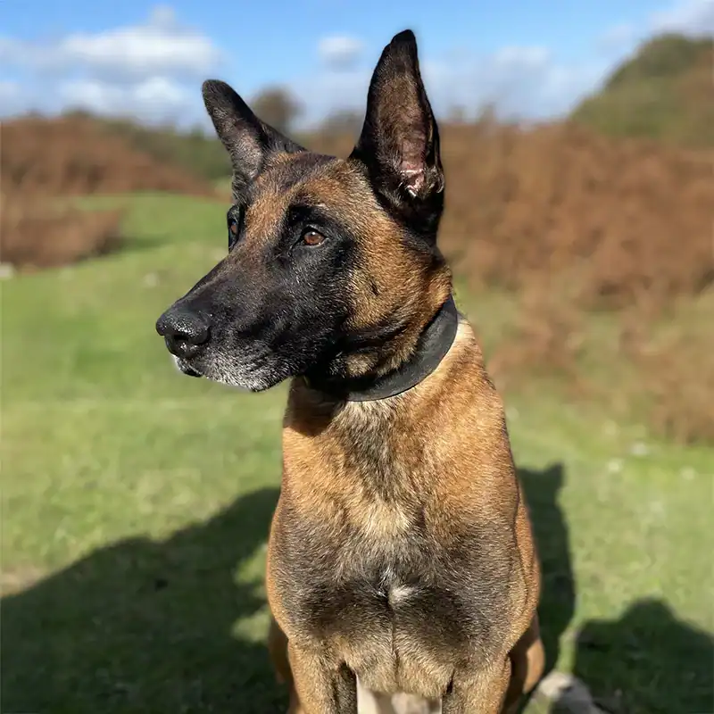 Alert Belgian Malinois in sunny meadow