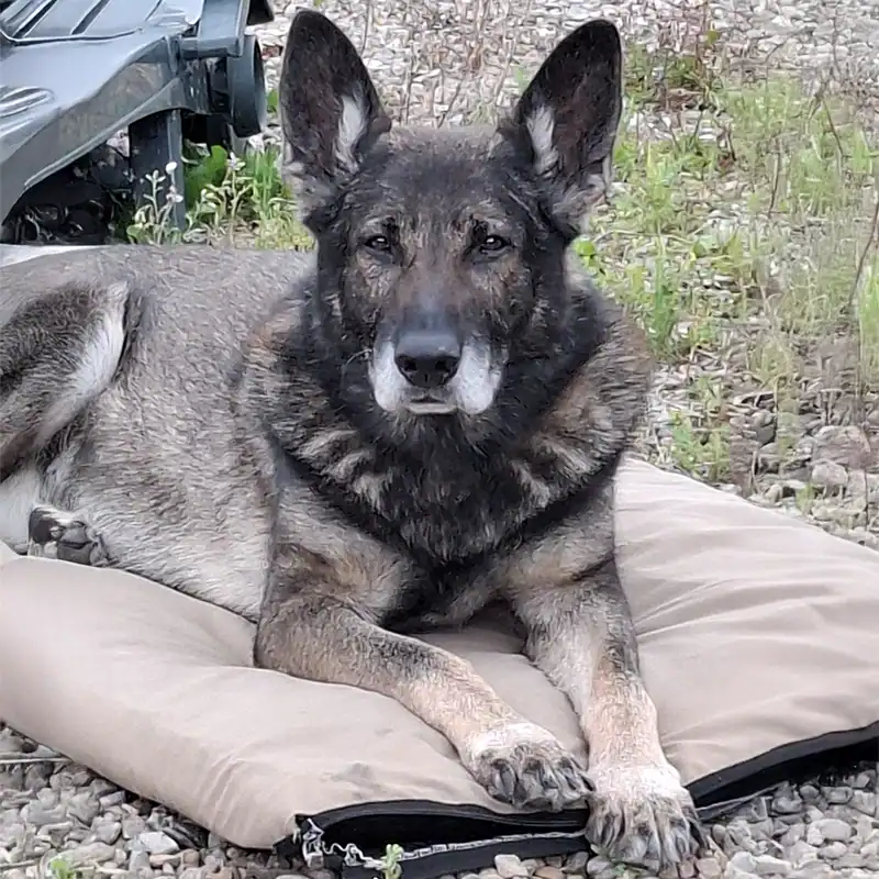 German Shepherd lying on a cushion outdoors.