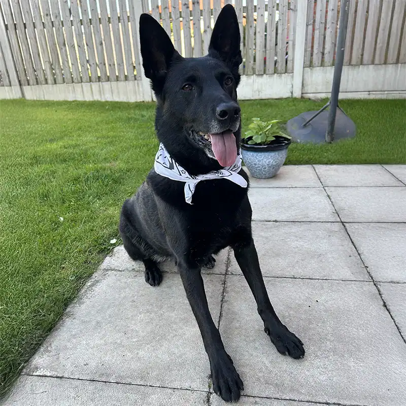 Black dog with bandana sitting on patio