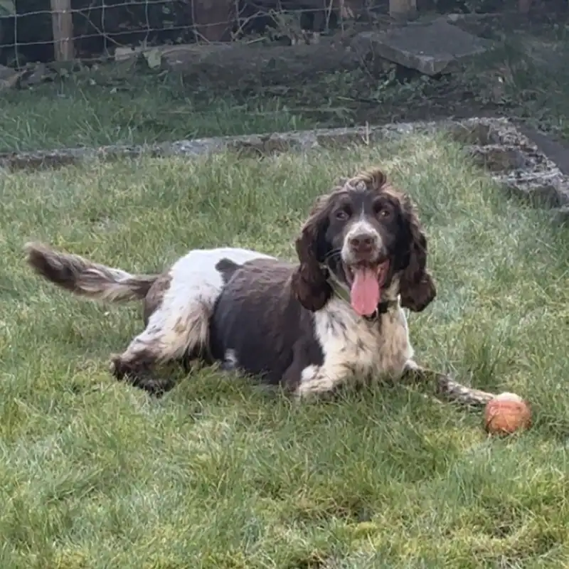 Dog with ball lying on grass.