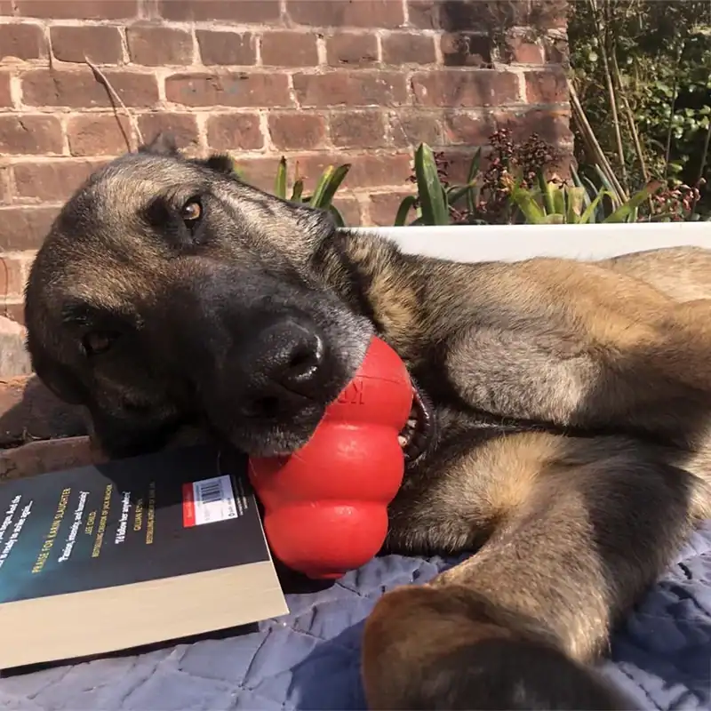 Dog relaxing with a red toy and book.