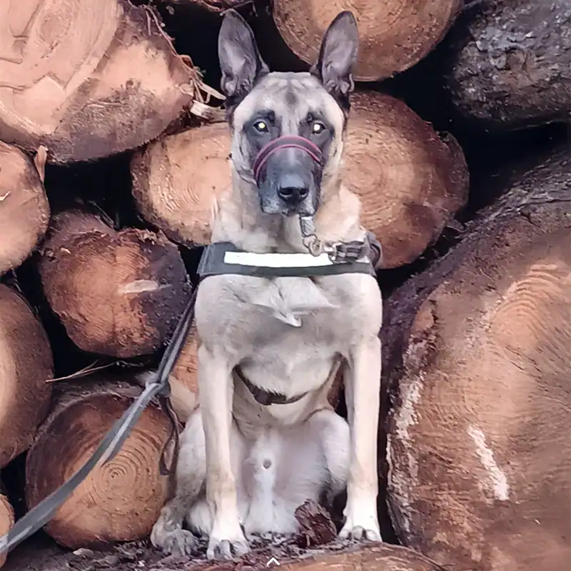 Dog sitting in front of stacked logs.