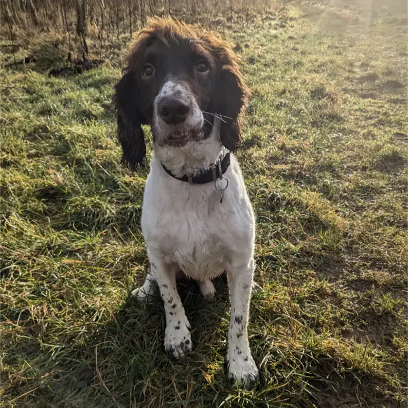 Springer Spaniel sitting in sunny grassy field.