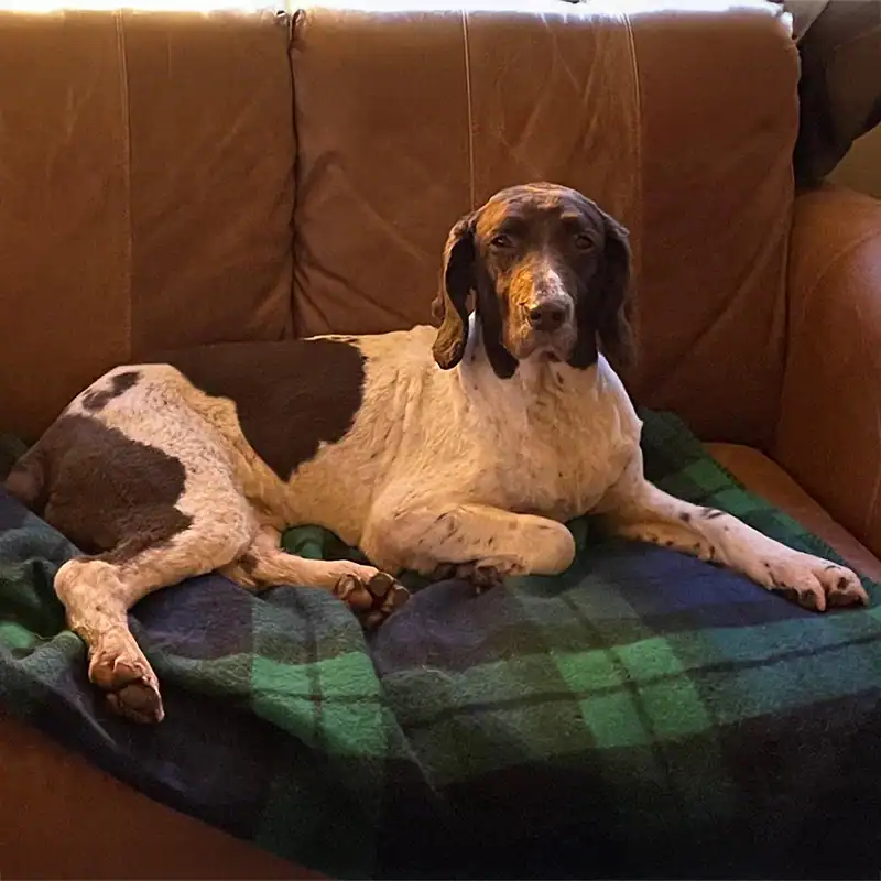 Brown and white dog relaxing on couch.