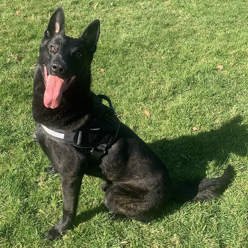 Happy black dog sitting on grass with tongue out.