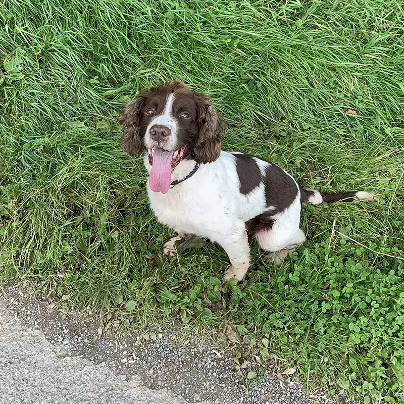 Alert Belgian Malinois in sunny meadow
