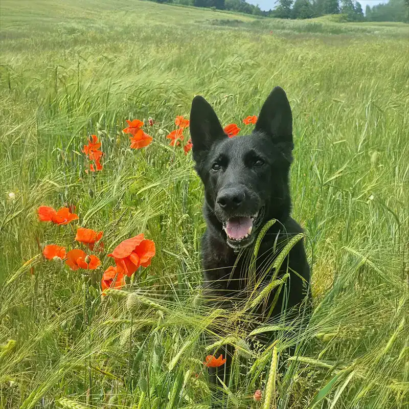 Alert Belgian Malinois in sunny meadow