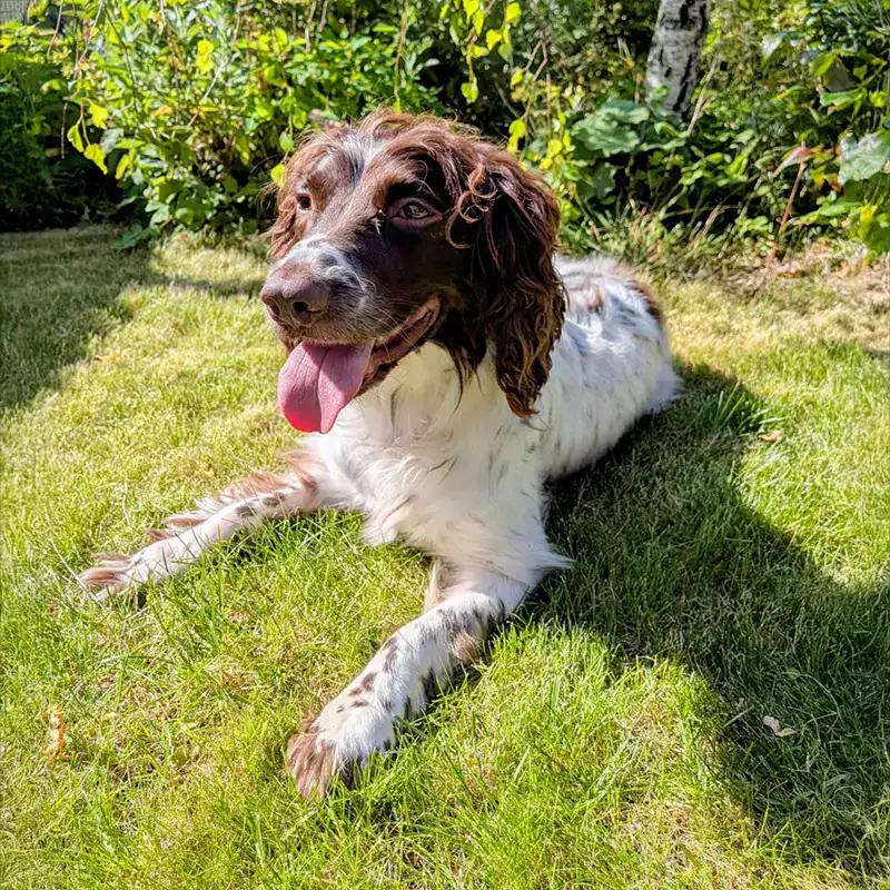 Alert Belgian Malinois in sunny meadow