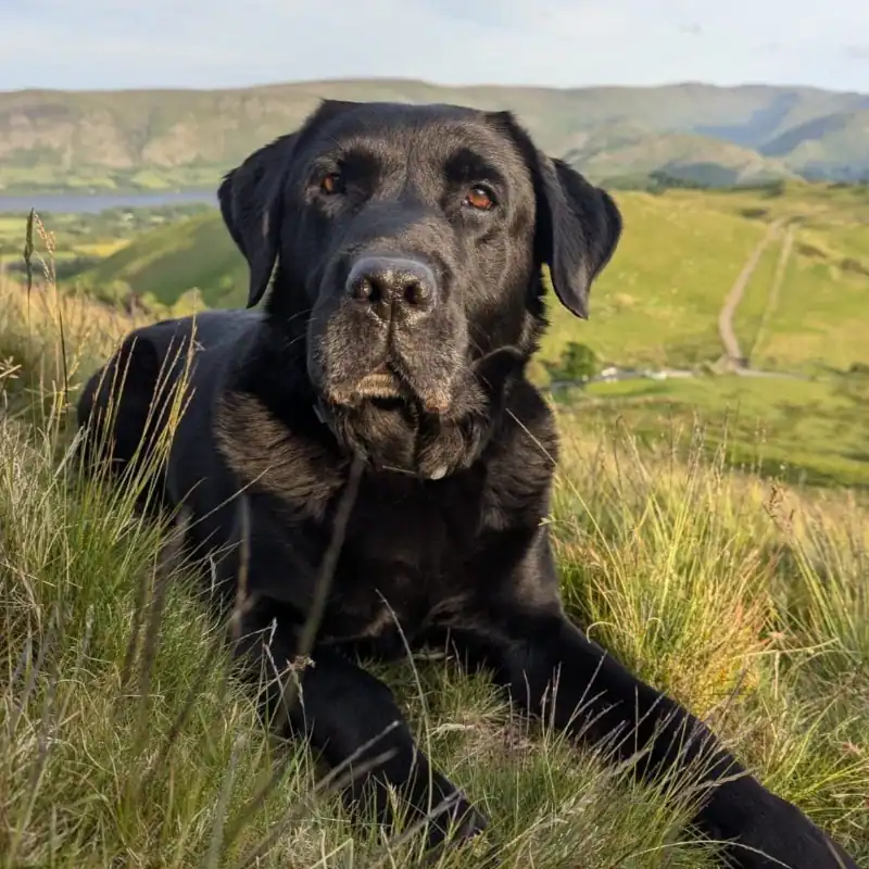 Alert Belgian Malinois in sunny meadow