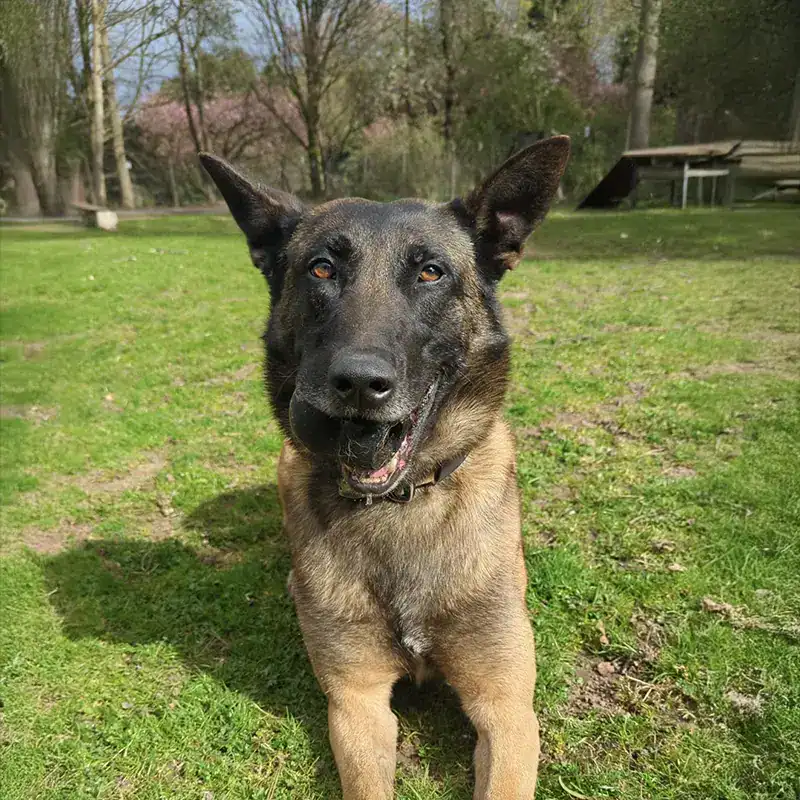 Alert Belgian Malinois in sunny meadow