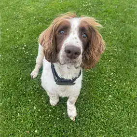 Alert Belgian Malinois in sunny meadow