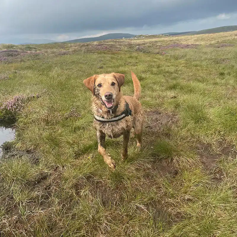 German Shepherd lying on a cushion outdoors.