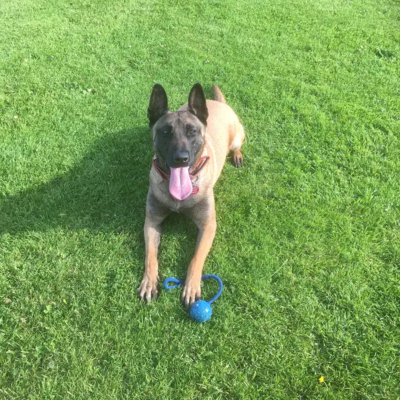 Alert Belgian Malinois in sunny meadow