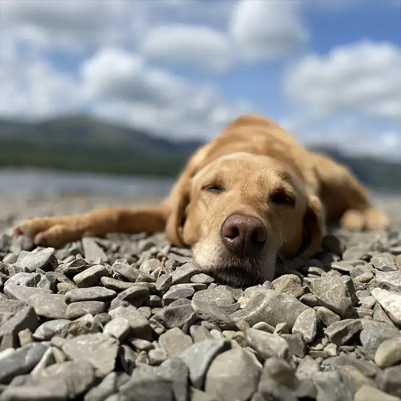 German Shepherd lying on a cushion outdoors.